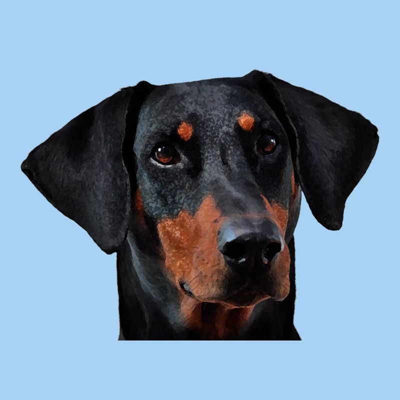 Doberman pinscher