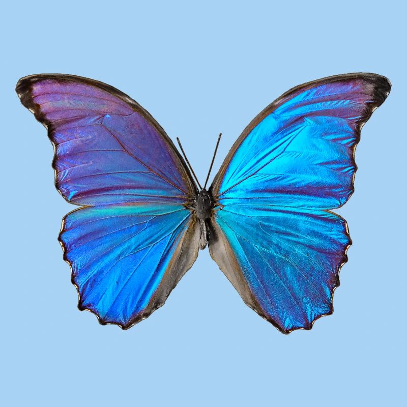 Blauer Schmetterling