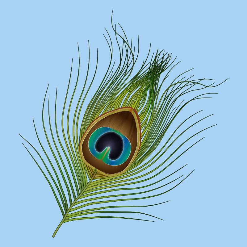 hand-drawn peacock feather