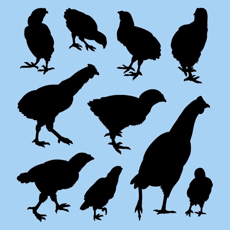 poulets