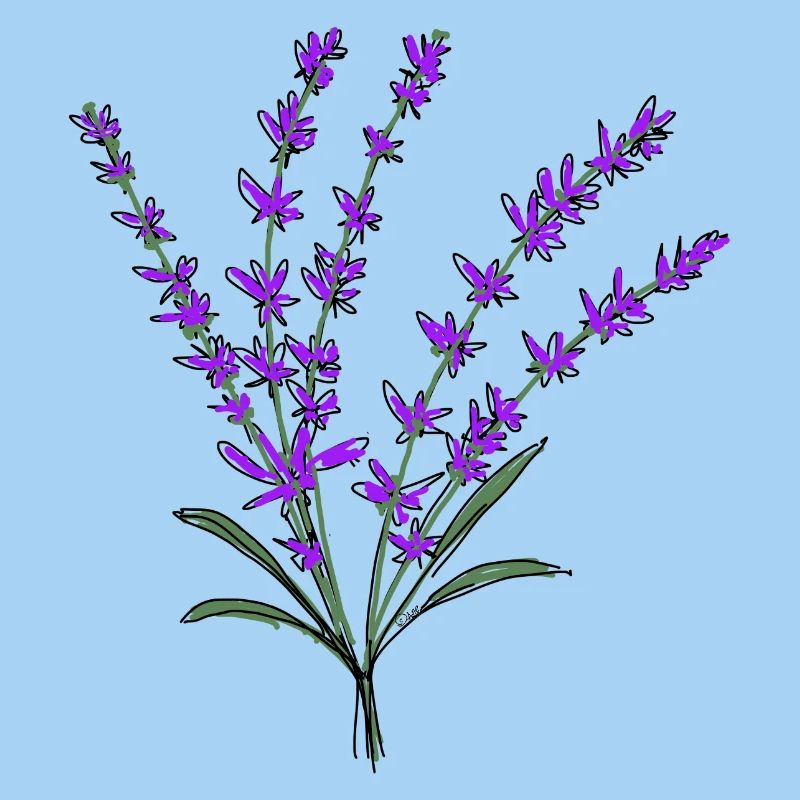 Lavendel