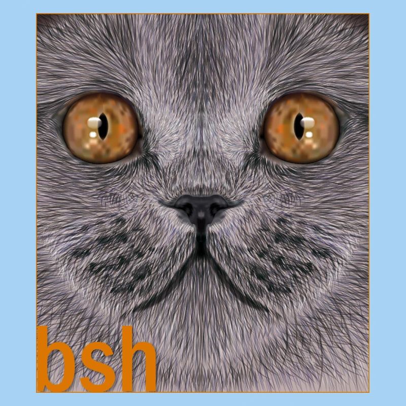 Britisch-Kurzhaar-Katze