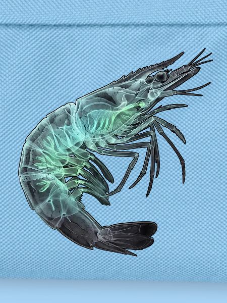 Röntgen Garnele Seafood