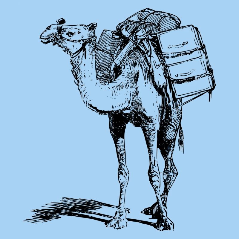 camel