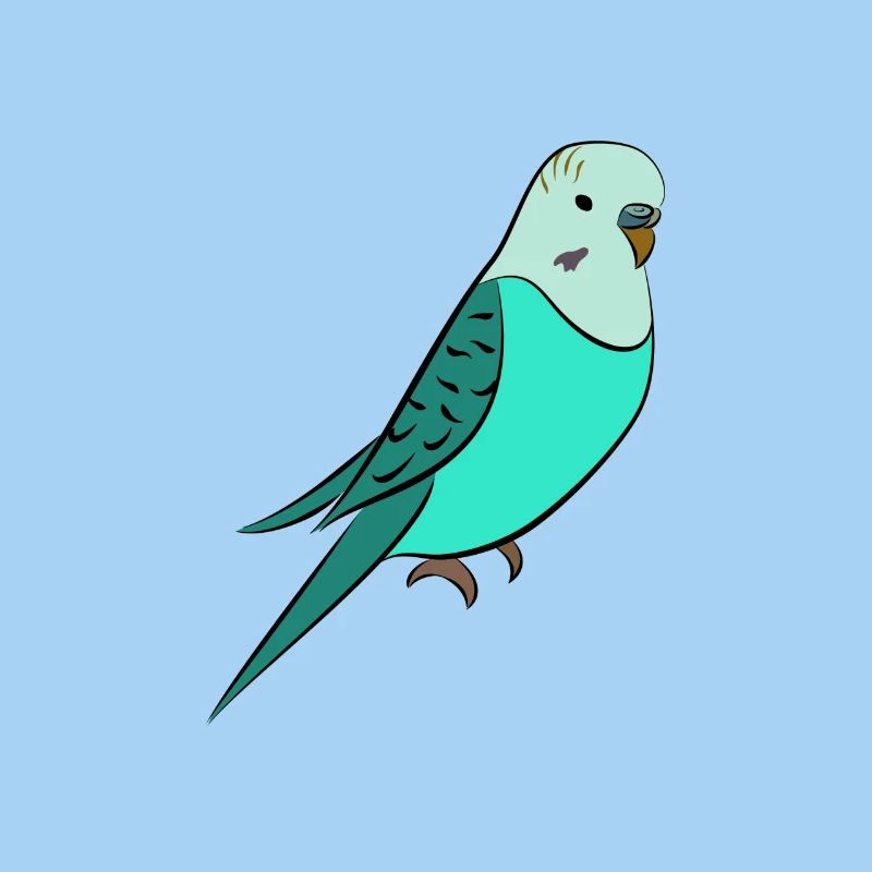 Budgie turquoise