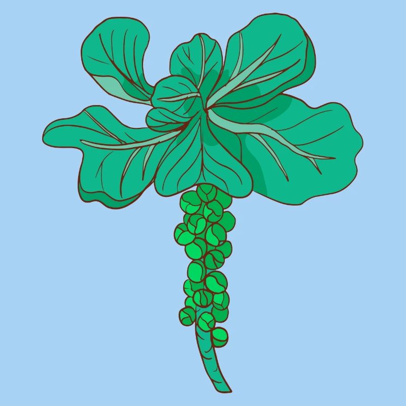 Brussels sprouts Brussels cabbage sprouts cabbage sprouts