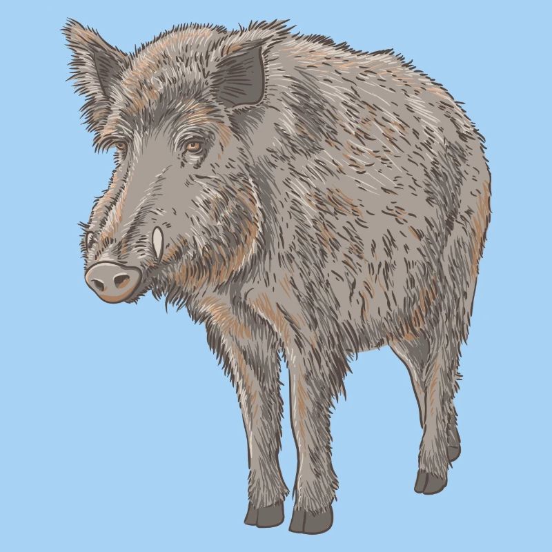 Boar