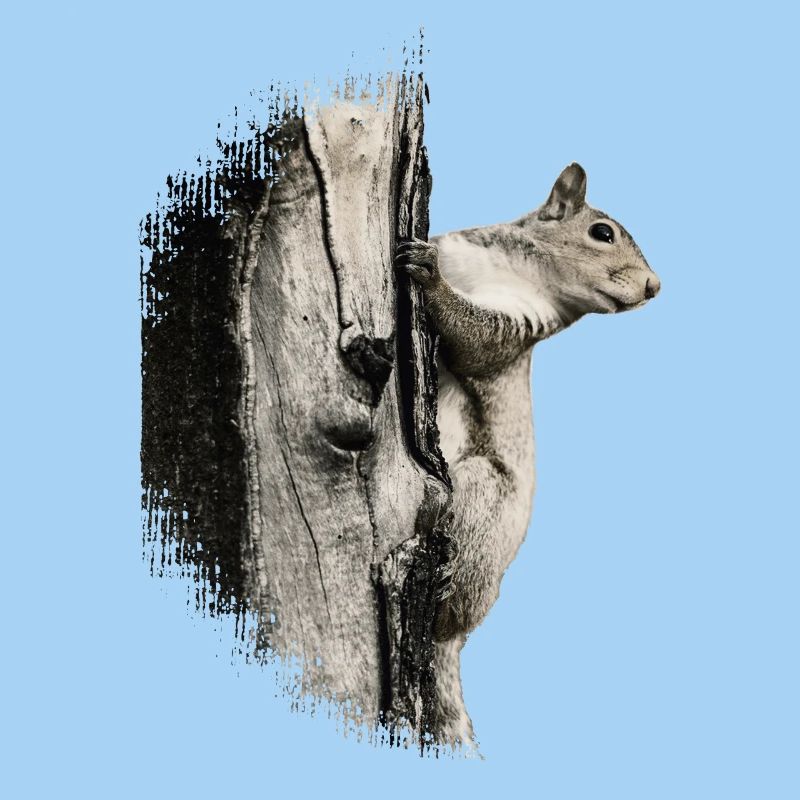 Squirrel