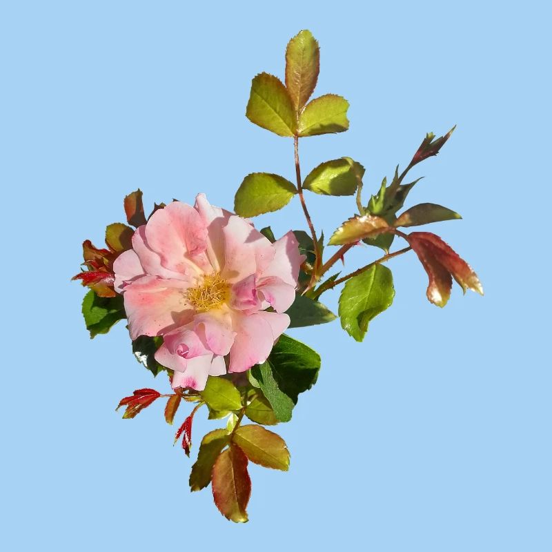 Fleur de rose rose délicate