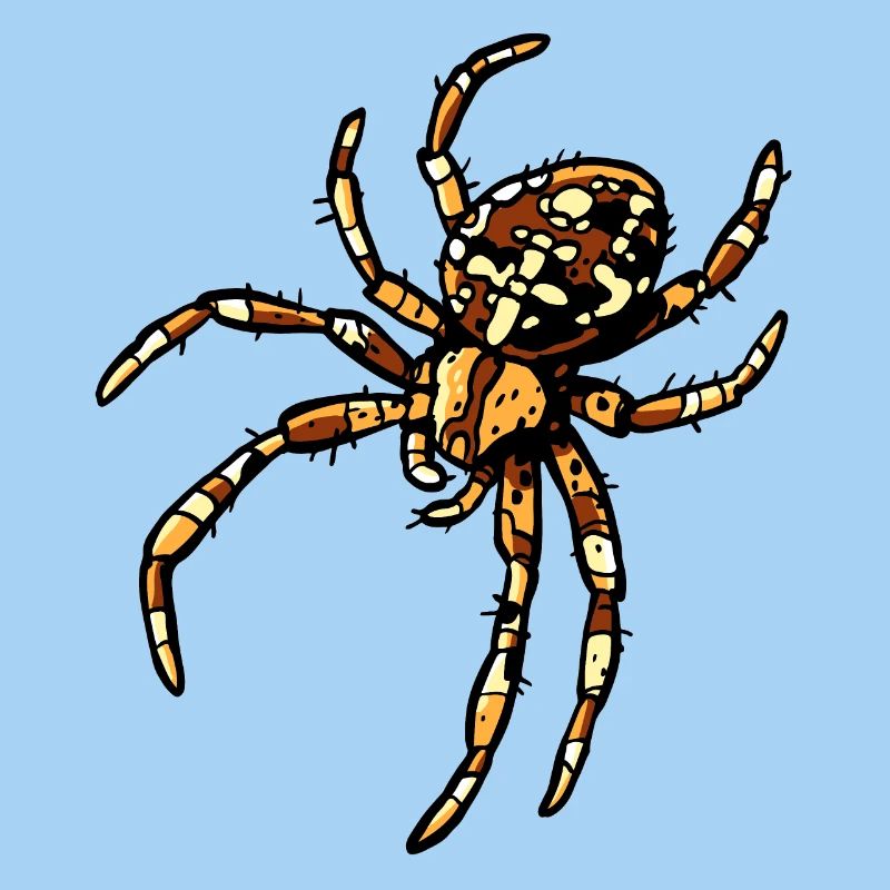 Kreuzspinne