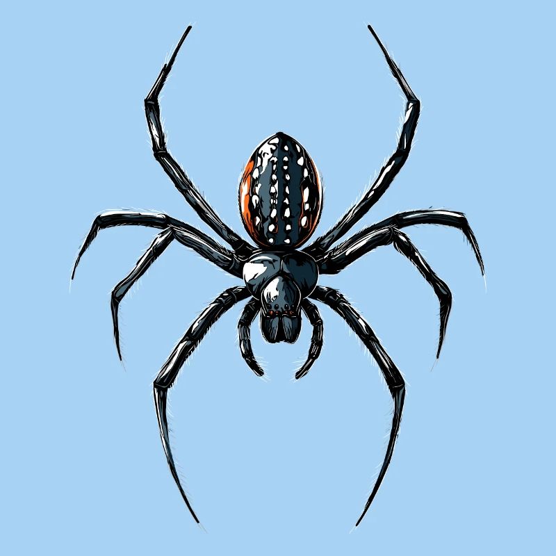 Spider Tarantula Love Arachnid Spiders