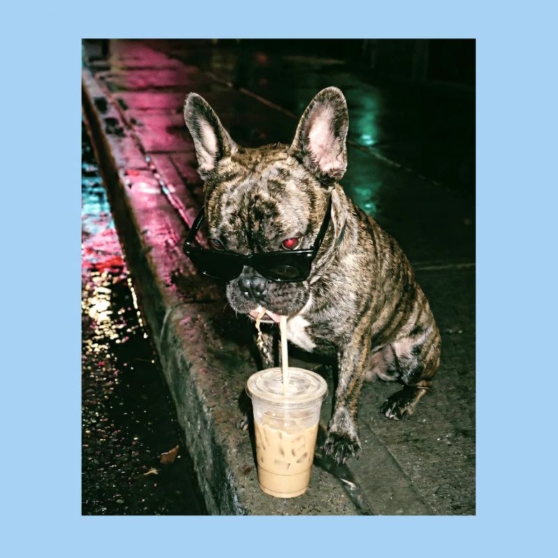 French Bulldog Drinking Iced Coffee