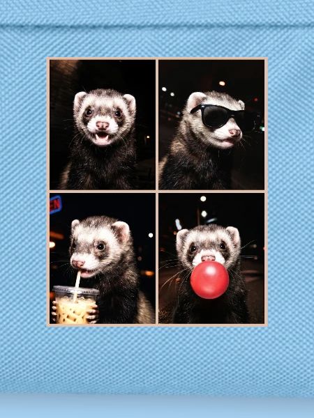 Ferret Frettchen