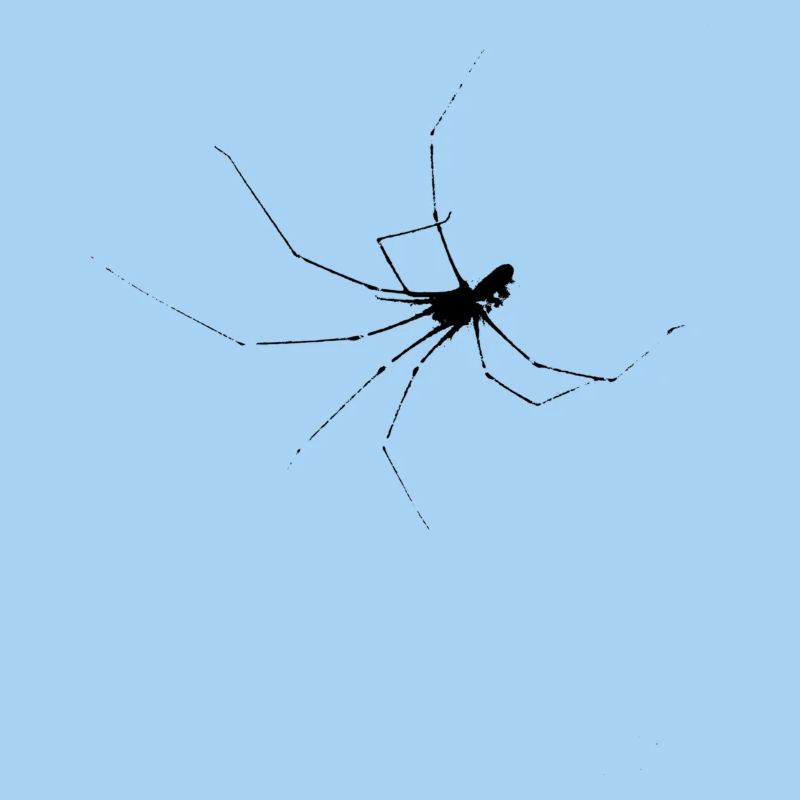 spider