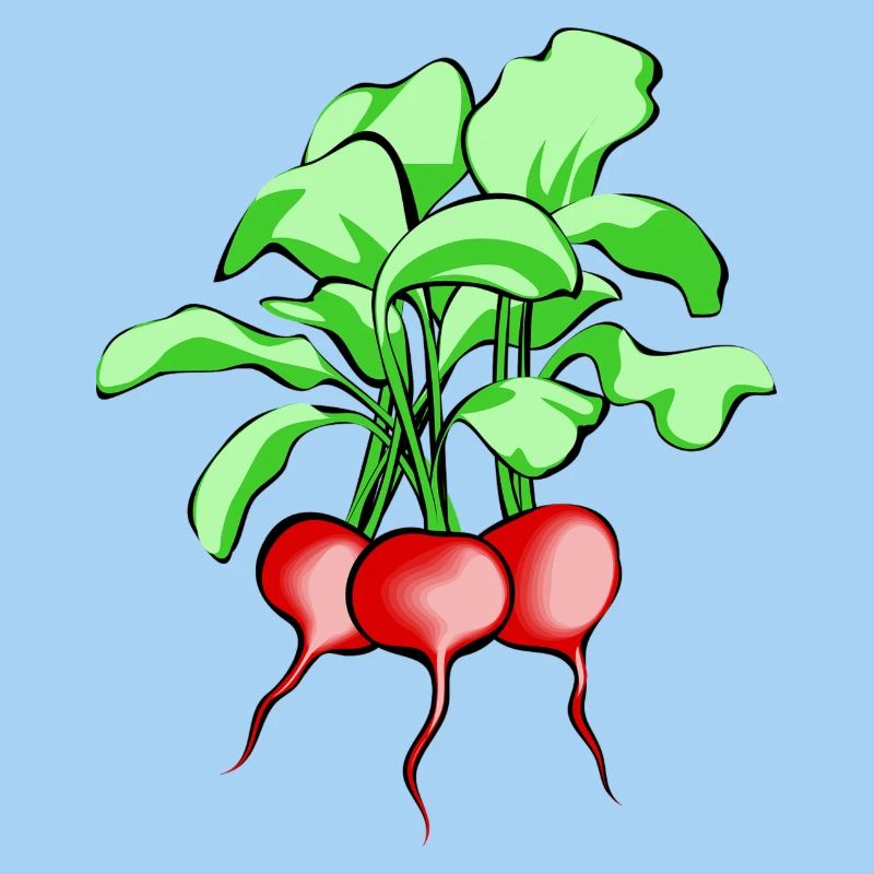 Radieschen. Geschenkidee