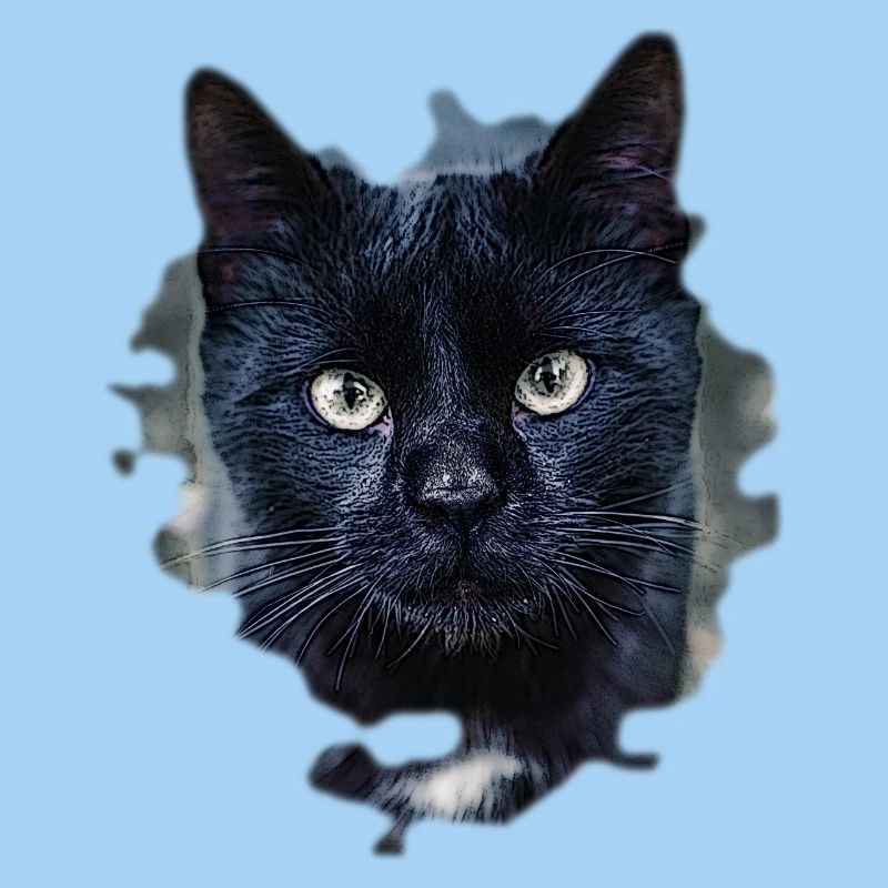 black cat black cat