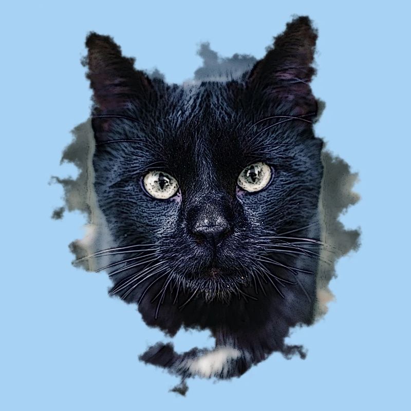 blackcat/ black cat