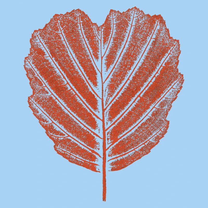 Feuille d’aulne - Botanique