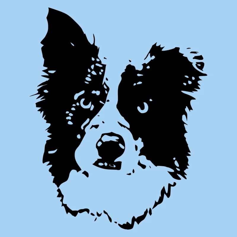 border_collie_benny_cb
