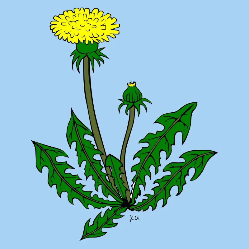 Löwenzahn Pusteblume