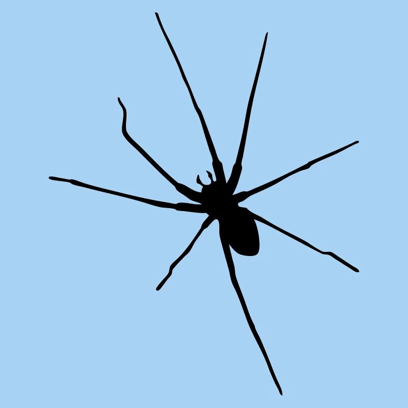spider spider halloween insect arac vintage