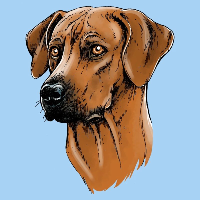 Rhodesian Ridgeback