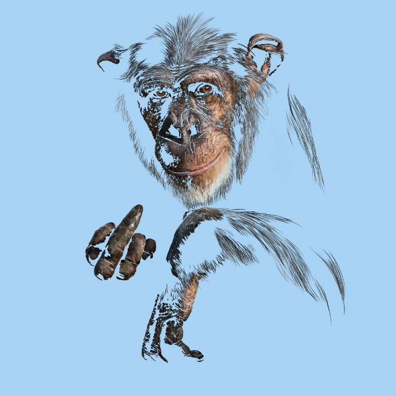 Chimpanse