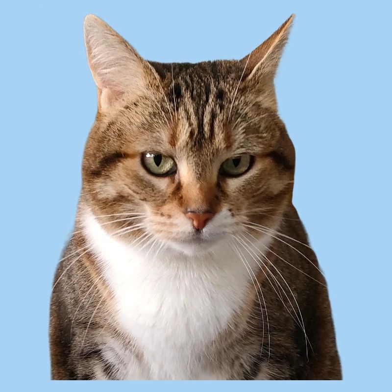 Missty portrait