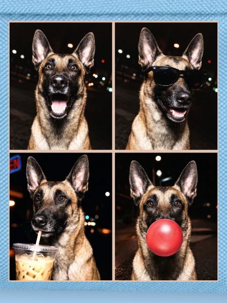 Hunde Belgian Malinois Hund