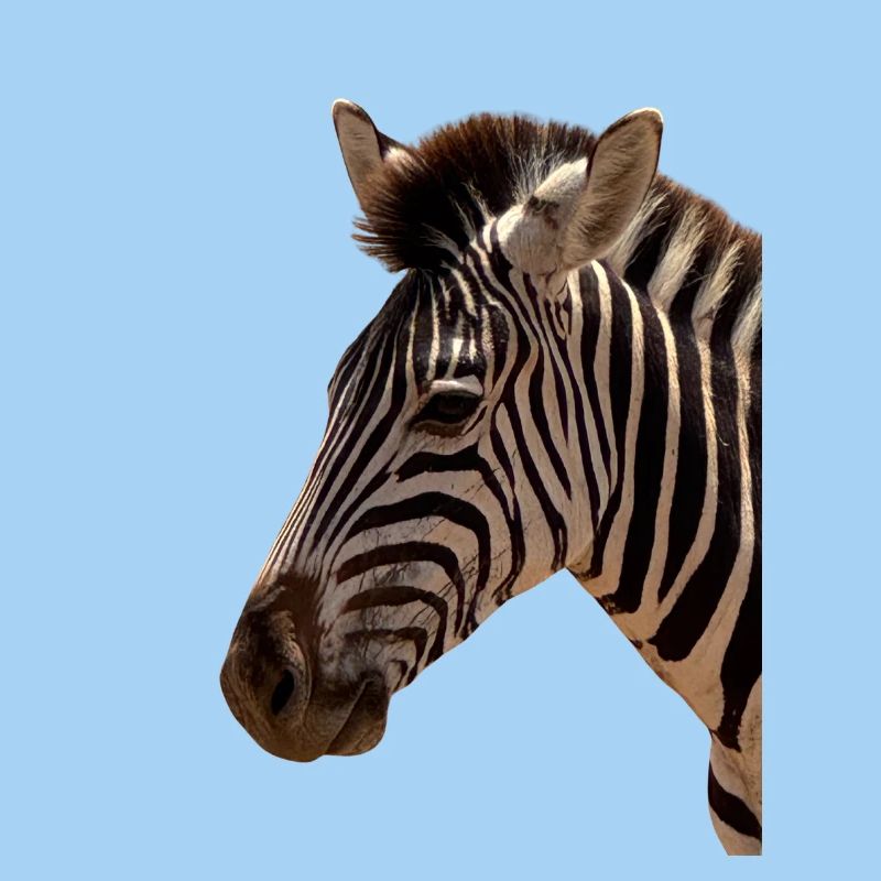Zebra Kopf 