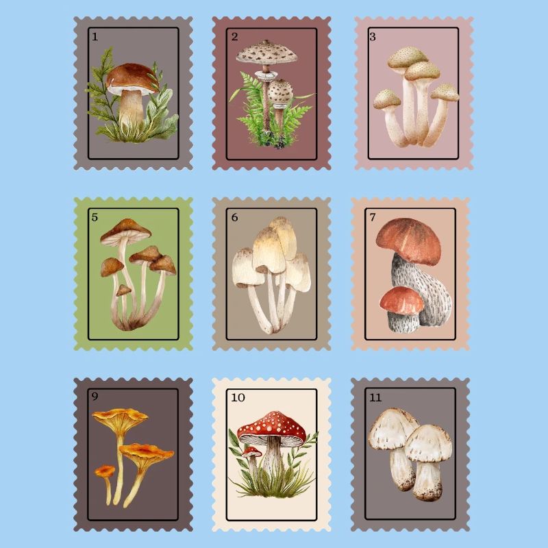 Conception des champignons