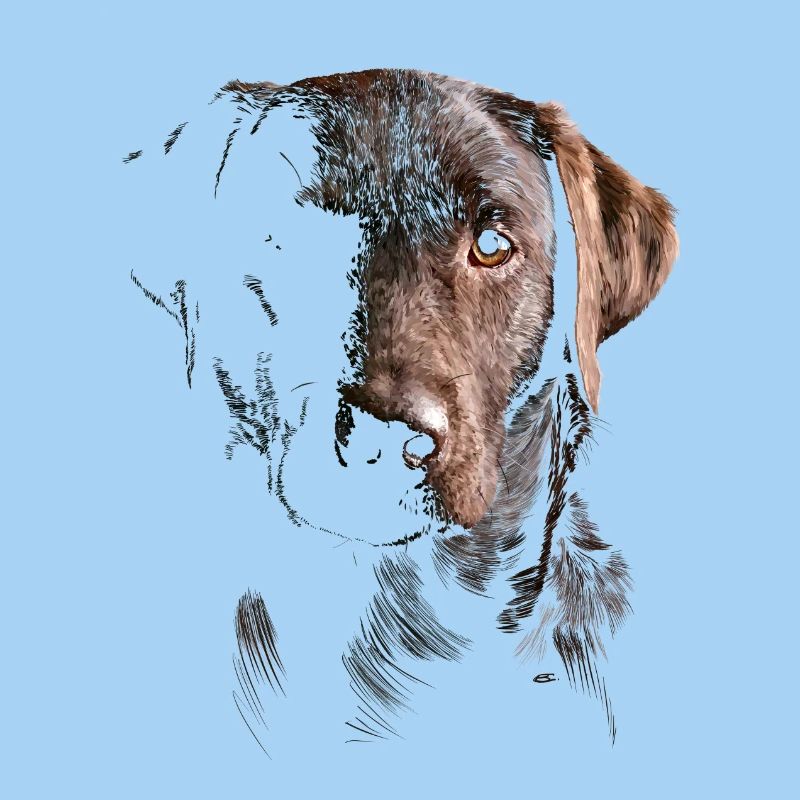 Labrador