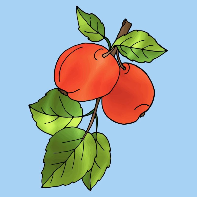 Äpfel