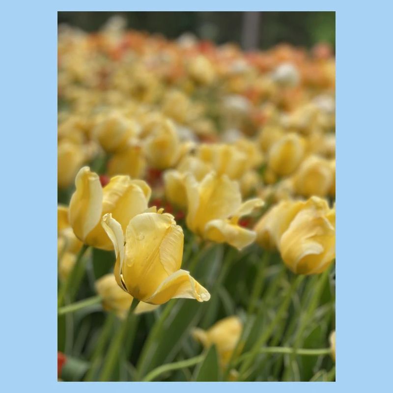 Tulpenmeer gelb