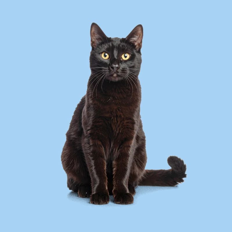 Black Elegant Cat – Stylish, Mysterious