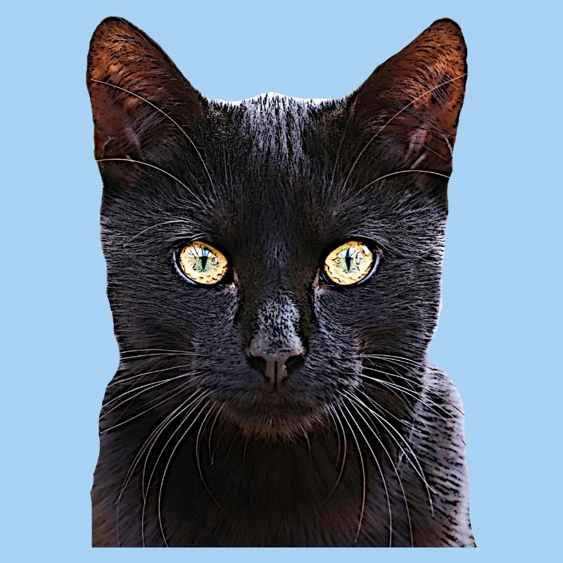 Cat black cat cats cat cats