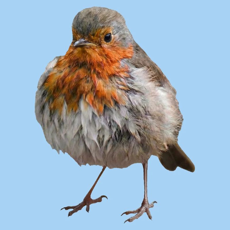 Zerzaustes Rotkehlchen