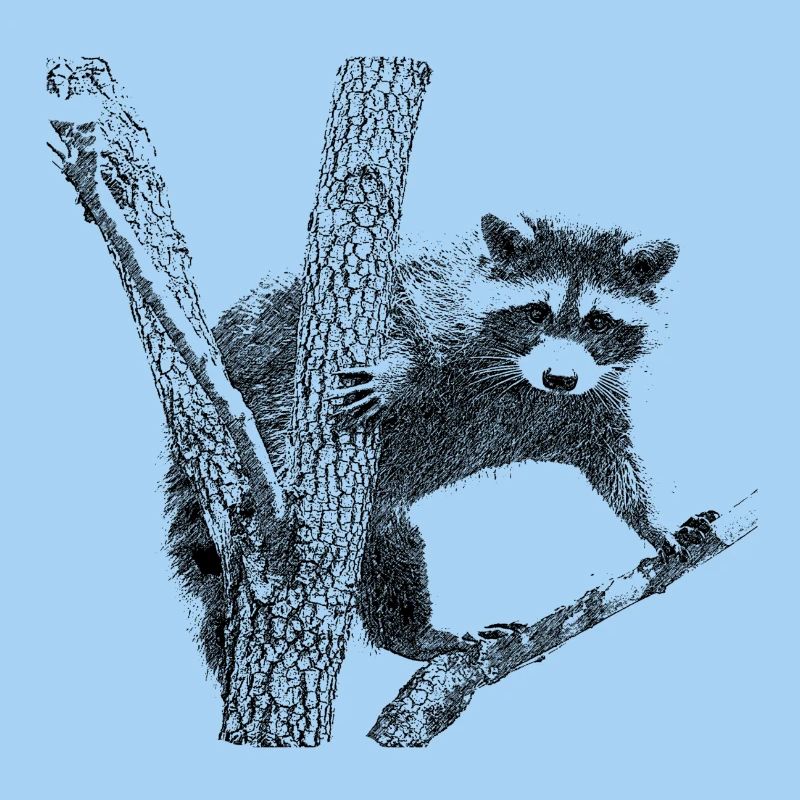 waschbär