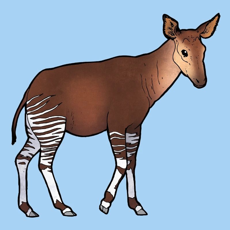 Okapi 02