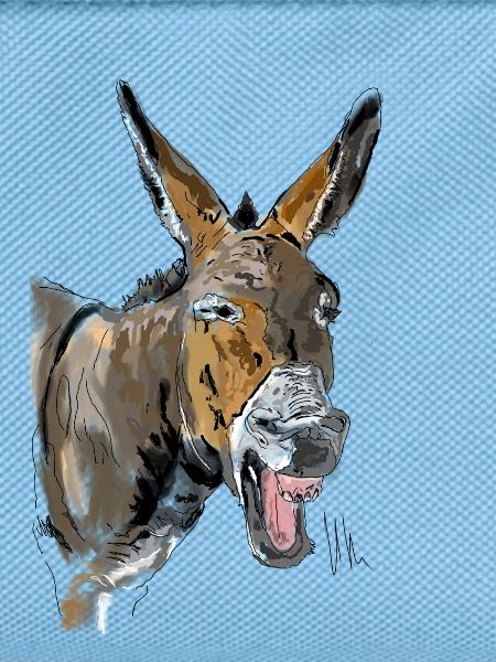Esel Donkey Âne