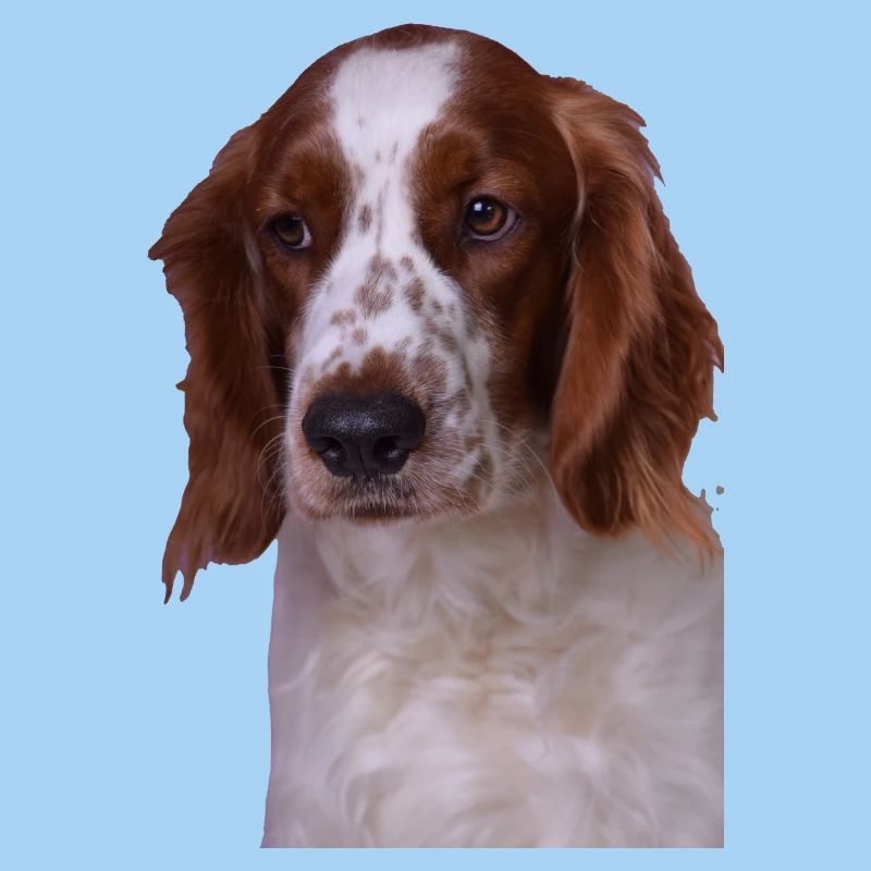 Welsh Springer Spaniel