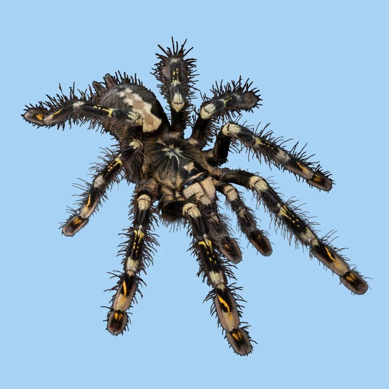 P. subfusca