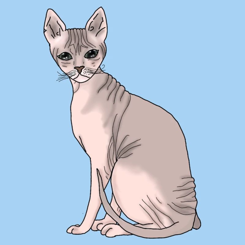 Sphynx