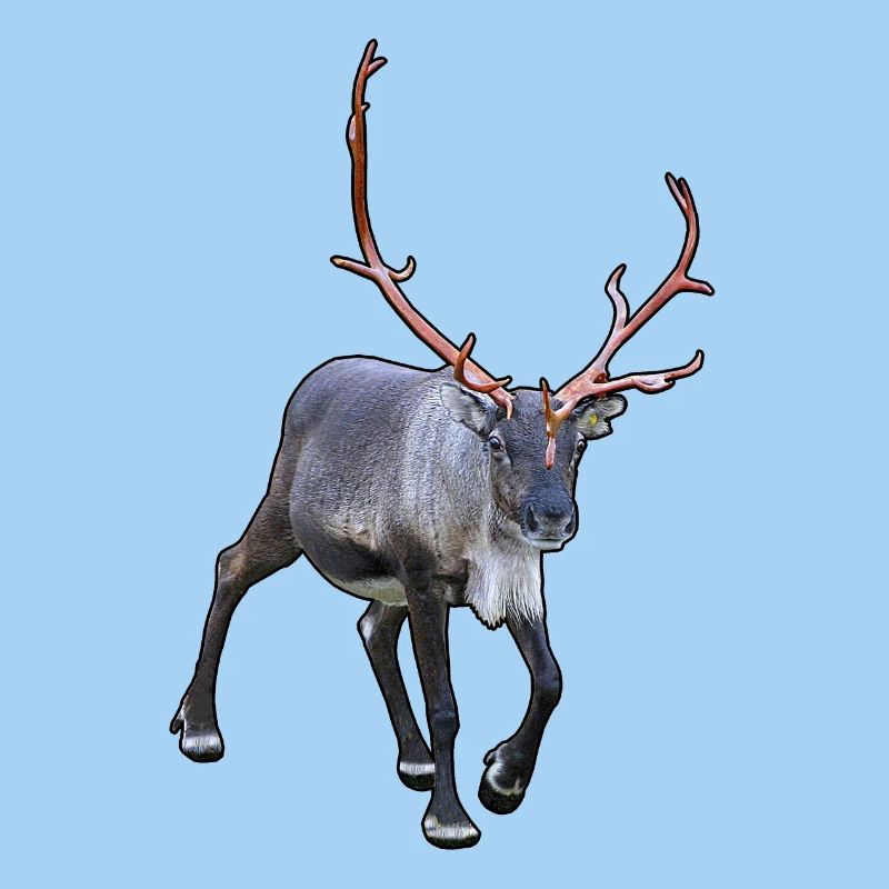Reindeer