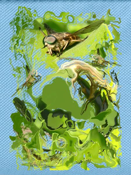 Insect
