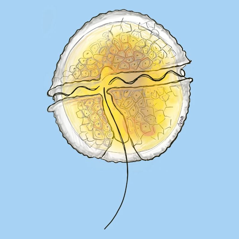 Protoceratium reticulatum