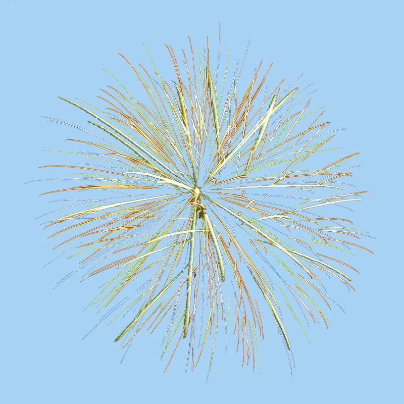Feu d’artifice - Fireworks (multicolor)