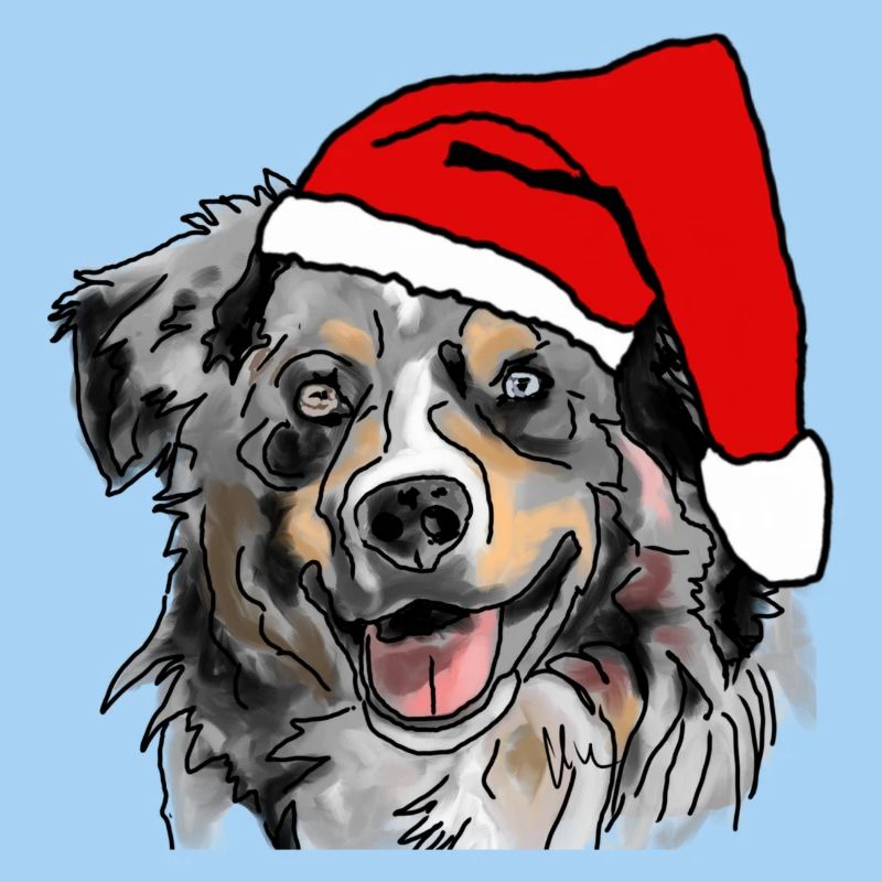 Australian Shepherd Aussie Weihnachten