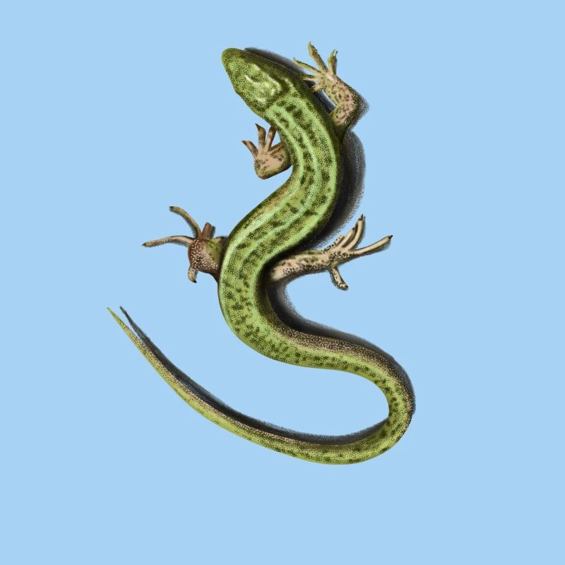 Lizard