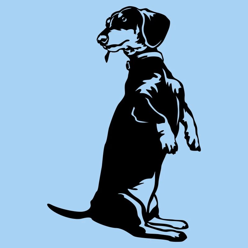 Dachshund